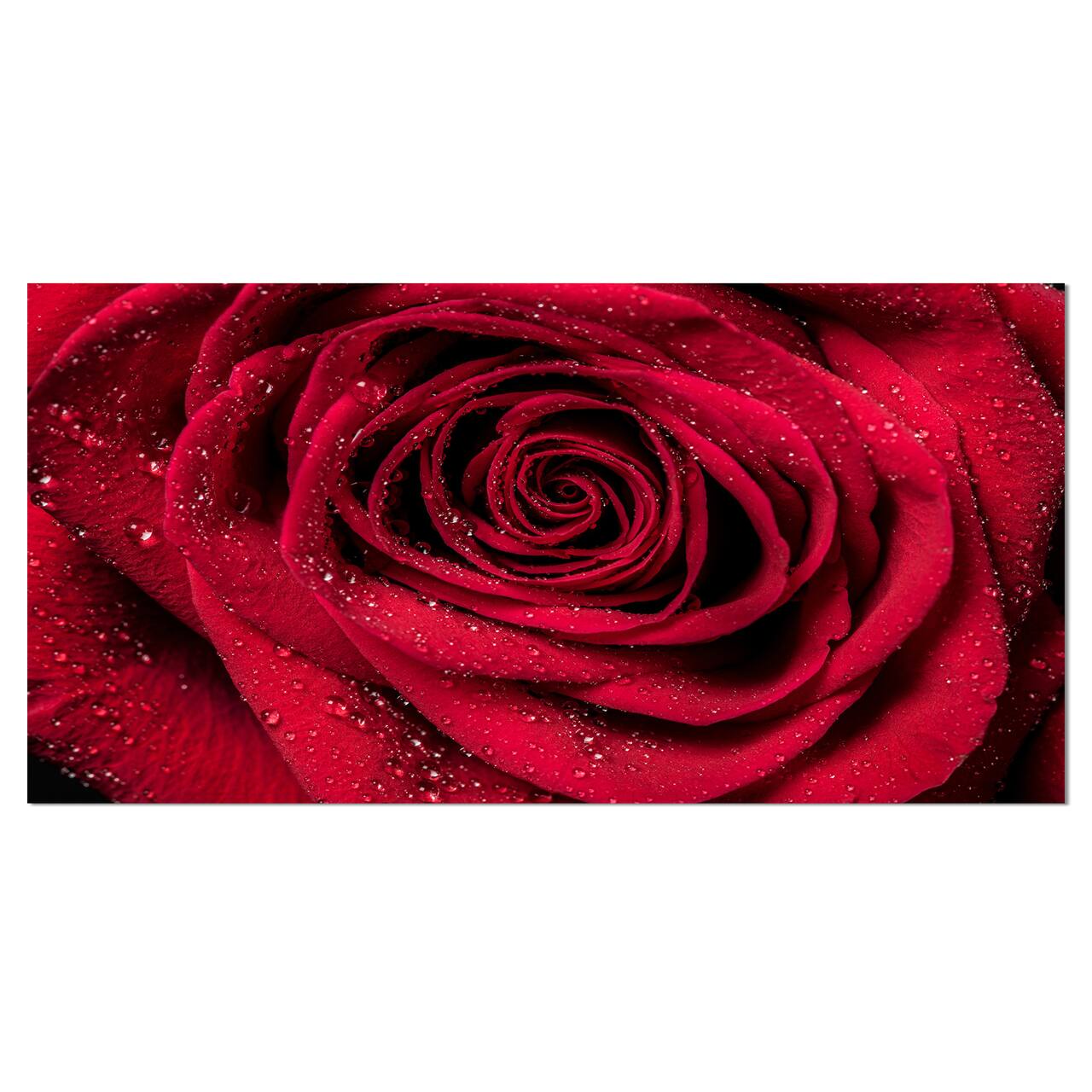 Designart - Red Rose Petals with Rain Droplets - Floral Art Canvas Print